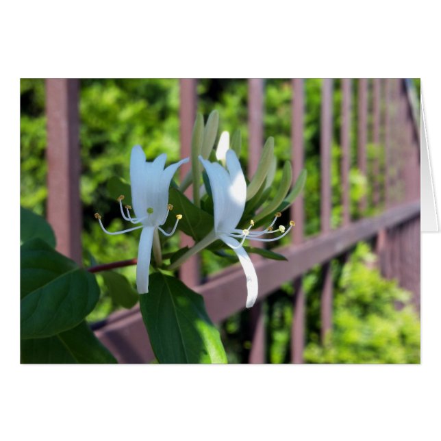 hintereinander (Vorderseite (Horizontal))