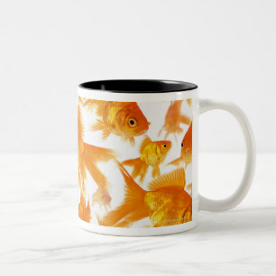 Hintergrund, der eine große Gruppe des Goldfischs Zweifarbige Tasse