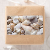Hintergrund der Muschel Florida Meer - Muscheln am (Insitu)