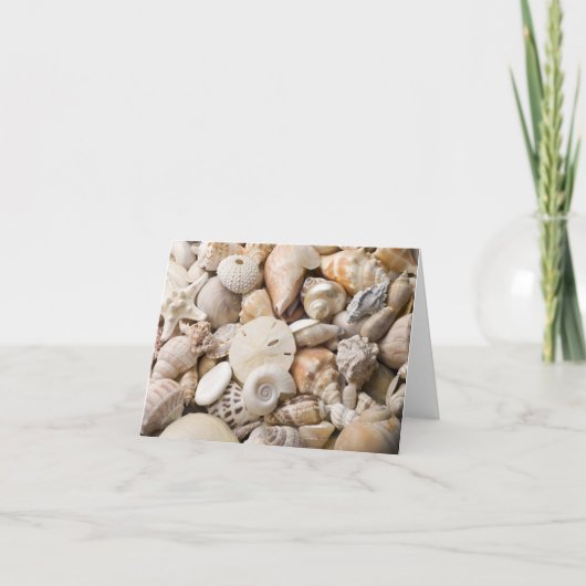 Hintergrund der Muschel Florida Meer - Muscheln am Karte (Vorderseite)