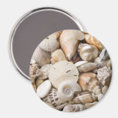 Hintergrund der Muschel Florida Meer - Muscheln am Magnet (Vorderseite/Rückseite)