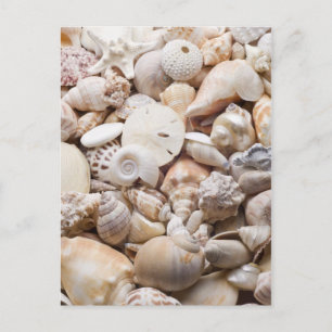 Hintergrund der Muschel Florida Meer - Muscheln am Postkarte