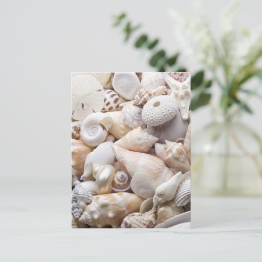 Hintergrund der Muschel Florida Meer - Muscheln am Postkarte (Stehend Vorderseite)