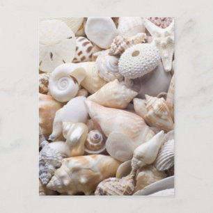 Hintergrund der Muschel Florida Meer - Muscheln am Postkarte