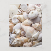 Hintergrund der Muschel Florida Meer - Muscheln am Postkarte (Vorderseite)