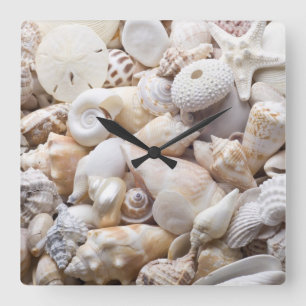 Hintergrund der Muschel Florida Meer - Muscheln am Quadratische Wanduhr