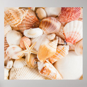 Hintergrund der Muscheln: Meeresthema. Poster