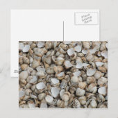 Hintergrund der Muscheln Postkarte (Vorne/Hinten)
