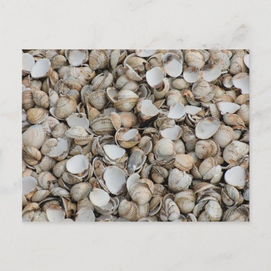 Hintergrund der Muscheln Postkarte (Vorderseite)