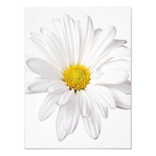 Hintergrund der White Daisy Blume - kundenspezifis Fotodruck (Vorne)