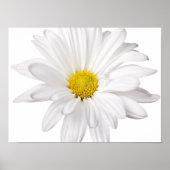 Hintergrund der White Daisy Blume - kundenspezifis Poster (Vorne)
