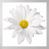 Hintergrund der White Daisy Blume - kundenspezifis Poster (Vorne)