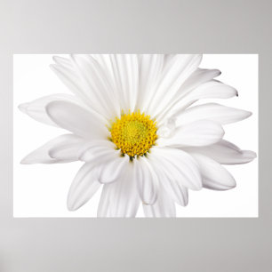 Hintergrund der White Daisy Blume - kundenspezifis Poster
