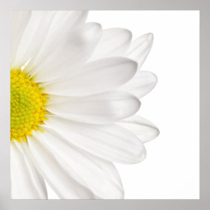 Hintergrund der White Daisy Blume - kundenspezifis Poster