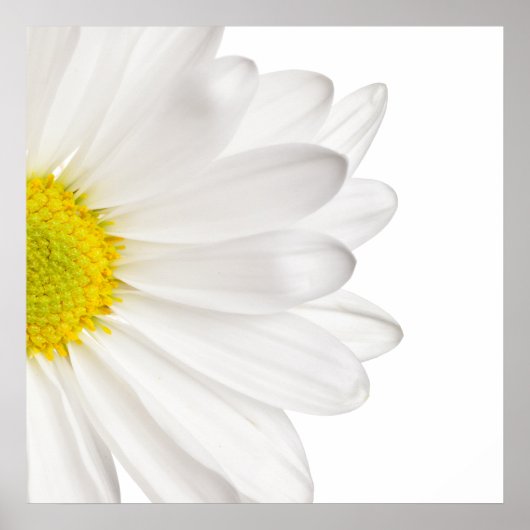 Hintergrund der White Daisy Blume - kundenspezifis Poster (Vorne)