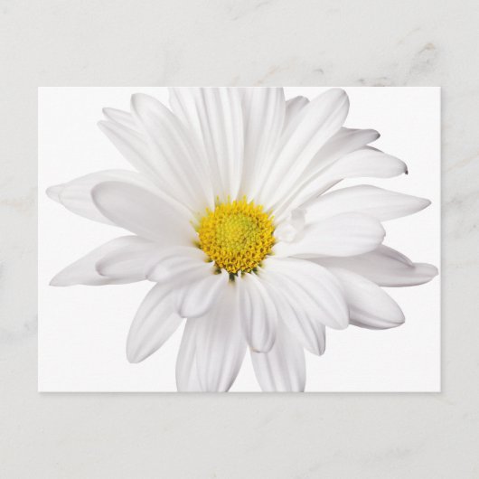 Hintergrund der White Daisy Blume - kundenspezifis Postkarte (Vorderseite)