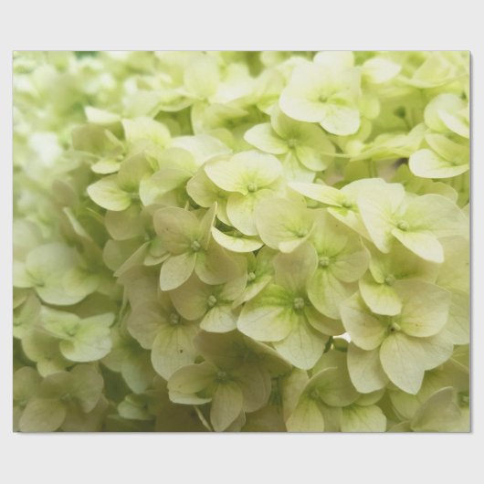 Hintergrund der White Hydrangea-Blume Geschenkpapier (Flach)