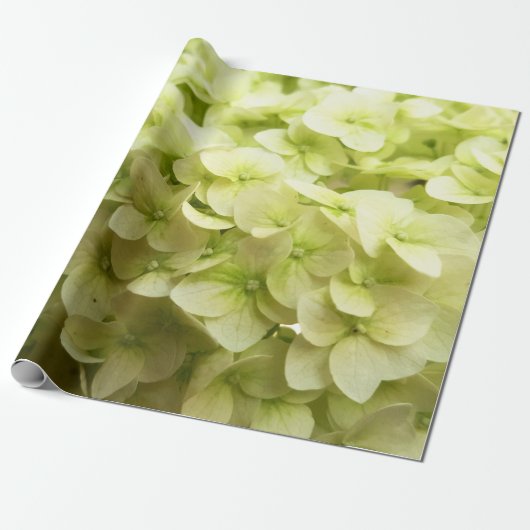 Hintergrund der White Hydrangea-Blume Geschenkpapier (Ungerollt)