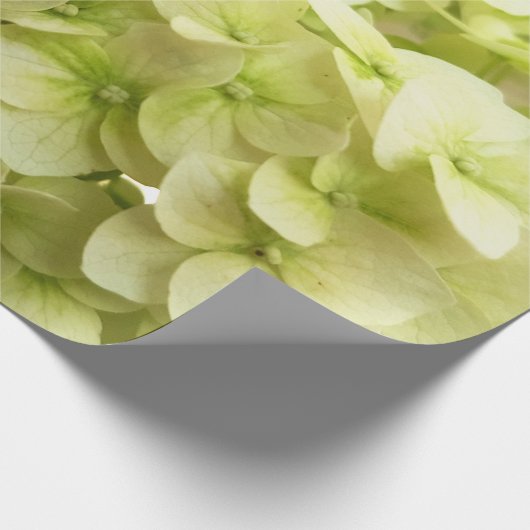 Hintergrund der White Hydrangea-Blume Geschenkpapier (Ecke)