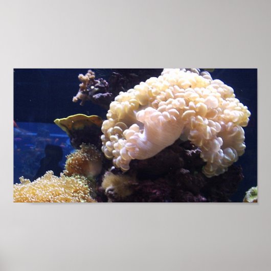 Hintergrund des Aquariums Poster (Vorne)