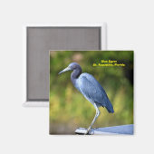 Hintergrund für Blue Egret Magnet (Vorderseite/Rückseite)