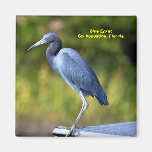 Hintergrund für Blue Egret  Magnet