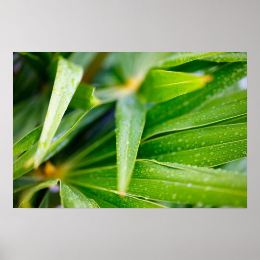 Hintergrund für grüne Blätter Poster (Vorne)