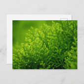 Hintergrund für grüne Blätter Postkarte (Vorne/Hinten)