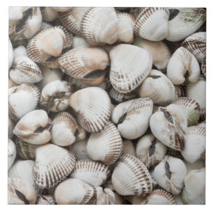 Hintergrund für Muscheln Fliese