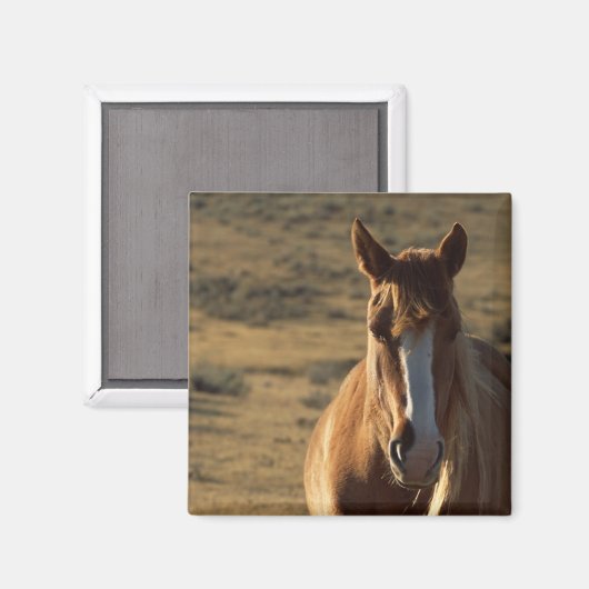Hintergrund für Pferde und Western Magnet (Vorderseite/Rückseite)