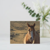 Hintergrund für Pferde und Western Postkarte (Stehend Vorderseite)