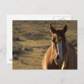 Hintergrund für Pferde und Western Postkarte (Vorne/Hinten)