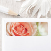 Hintergrund für Pfirsichrosa (Insitu)