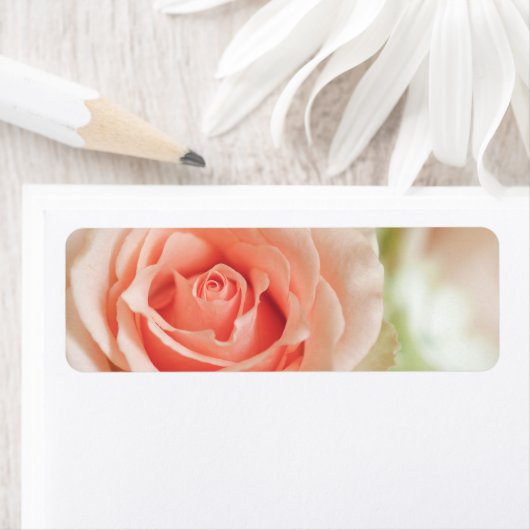 Hintergrund für Pfirsichrosa (Insitu)