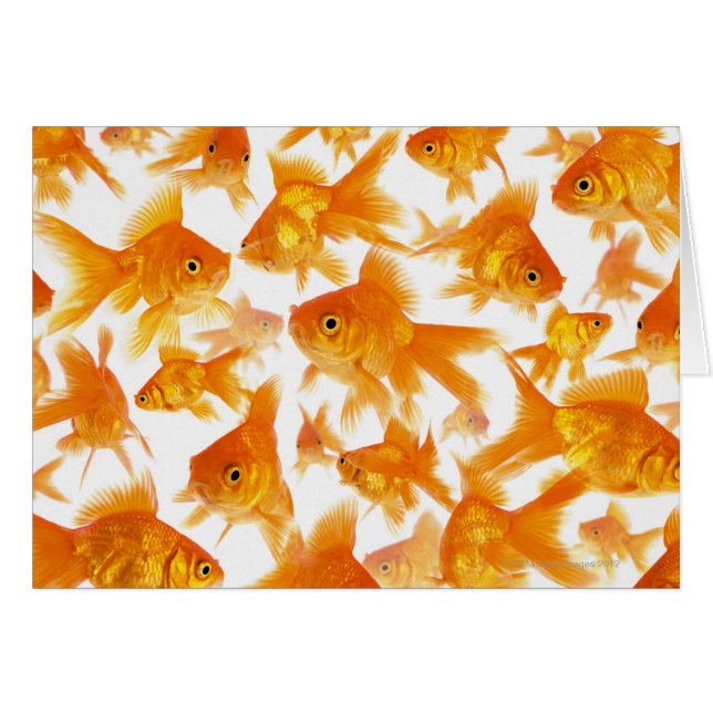 Hintergrund mit einer großen Goldfischgruppe (Vorderseite (Horizontal))