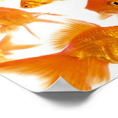 Hintergrund mit einer großen Goldfischgruppe Poster (Ecke)