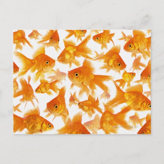 Hintergrund mit einer großen Goldfischgruppe Postkarte (Vorderseite)