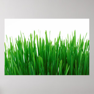 Hintergrund nah Flora frisch Poster