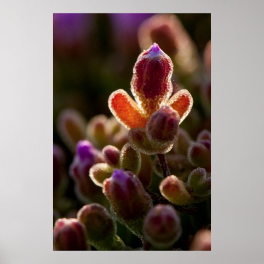 Hintergrundbeleuchtete farbenfrohe Blume Bud mit R Poster (Vorne)