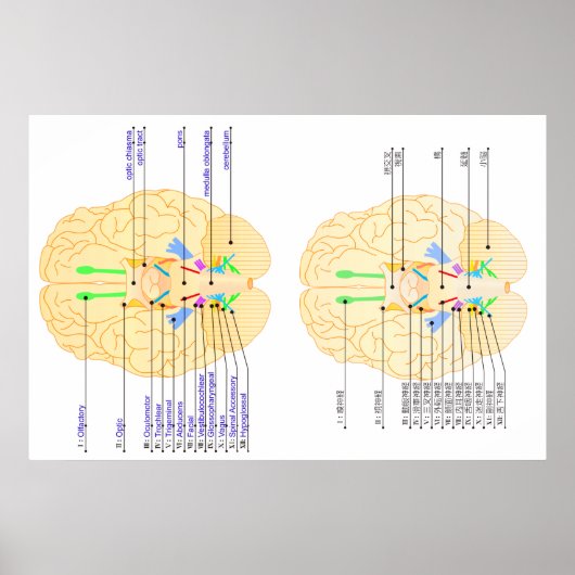 Hintergrundbild Englisch & Japanisch Poster (Vorne)
