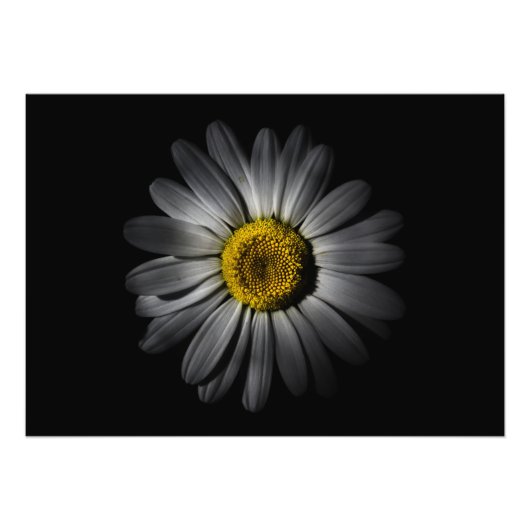 Hintergrundfarbe Blume 52 Fotodruck (Vorne)