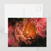 Hintergrundfarbe Blume Nr. 40 Postkarte (Vorne/Hinten)