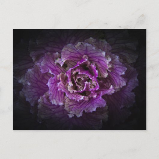 Hintergrundfarbe Blume Nr. 42 Postkarte (Vorderseite)