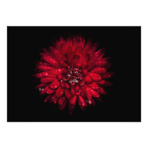 Hintergrundfarbe Blume Nr. 45 Fotodruck