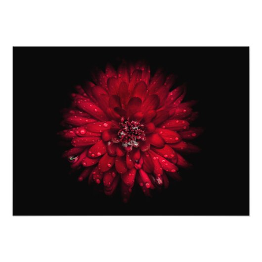 Hintergrundfarbe Blume Nr. 45 Fotodruck (Vorne)