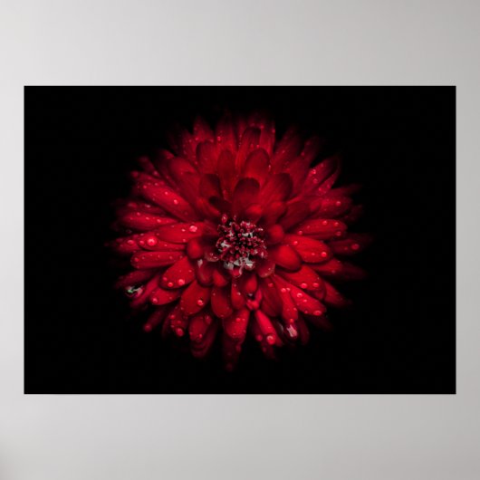 Hintergrundfarbe Blume Nr. 45 Poster (Vorne)