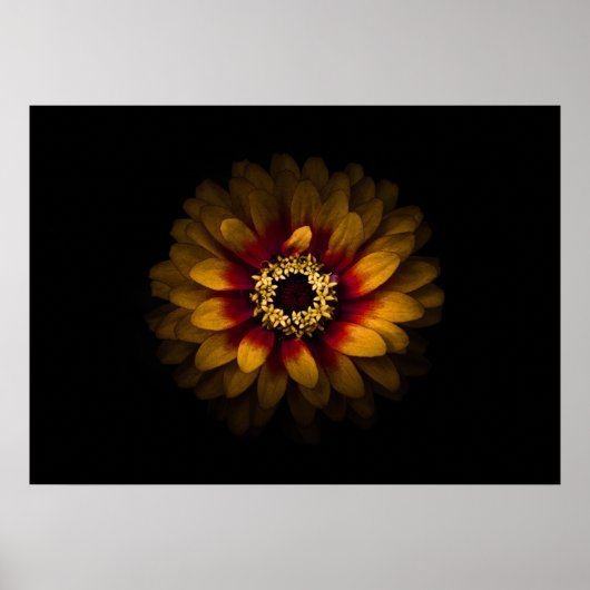 Hintergrundfarbe Blume Nr. 69 Poster (Vorne)