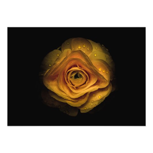 Hintergrundfarbe Blume Nr. 74 Fotodruck (Vorne)