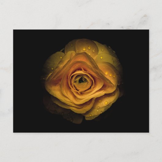 Hintergrundfarbe Blume Nr. 74 Postkarte (Vorderseite)