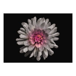 Hintergrundfarbe Blume Nr. 91 Fotodruck